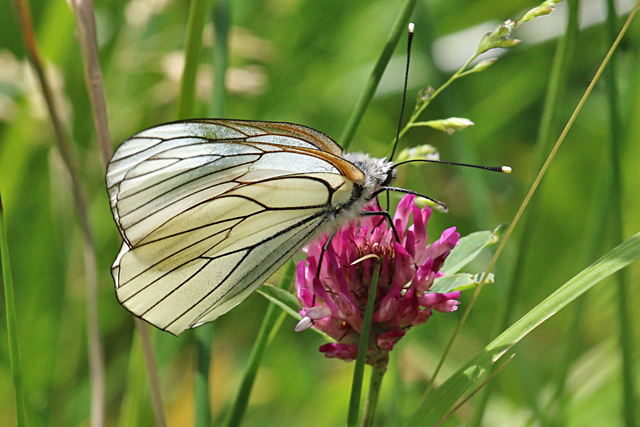 Groot Geaderd Witje